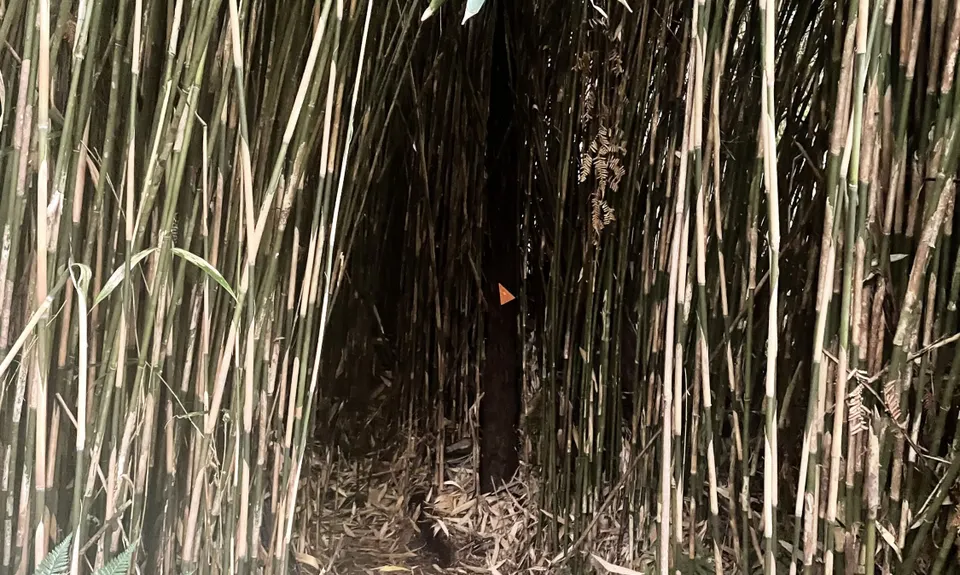 Ernie's loop, Auckland