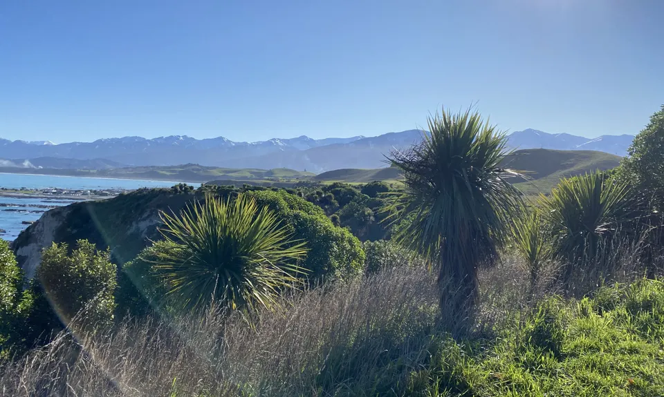 Kaikoura Cracker, Canterbury