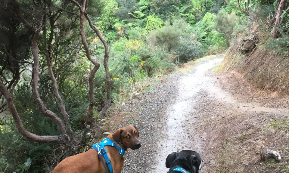 Makara Peak Grand Loop, Wellington