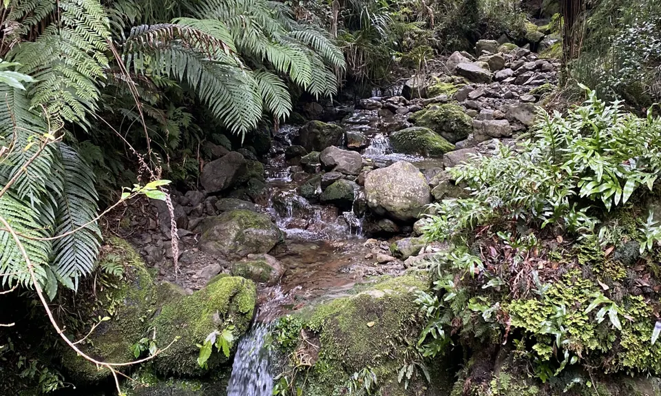 Holdsworth Lodge to Totara Flats Hut and return, Wellington
