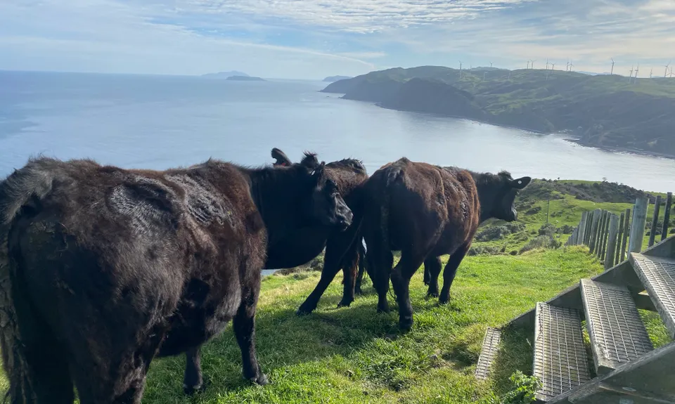 Makara Walkway, Wellington