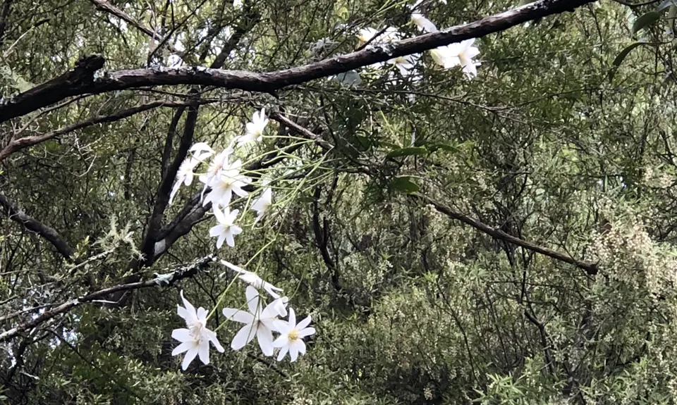 Hakarimata Traverse , Waikato