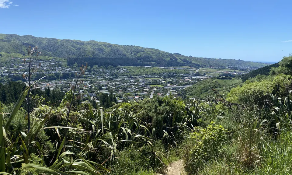 Eastern Tawa Reserves, Wellington