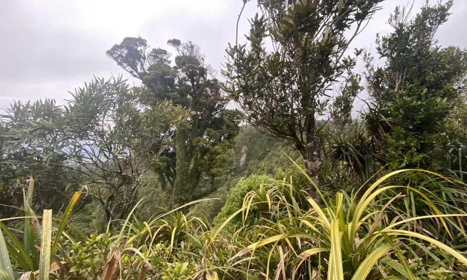 Looping Lucys, Taranaki