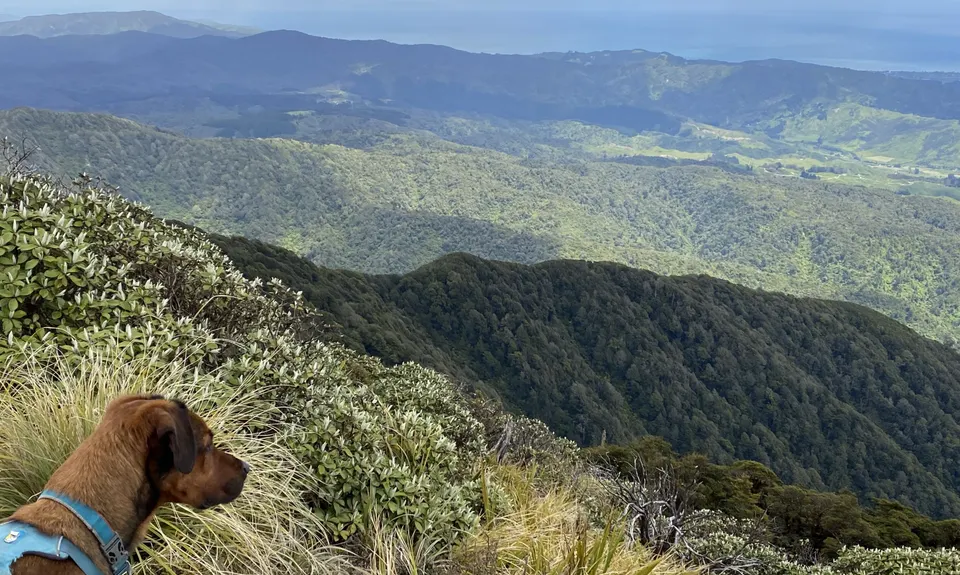 Kapakapanui Loop, Wellington