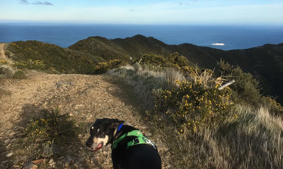 Aro Valley - Red Rocks Thigh Buster, Wellington