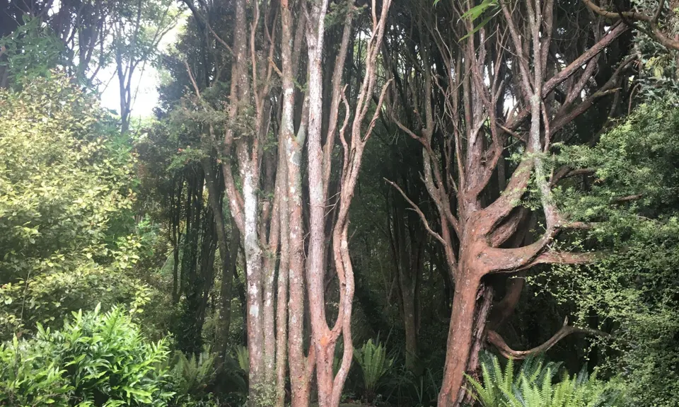 Kereru, Tui & Komako, Southland