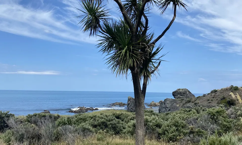 Mukamuka Munter, Wellington