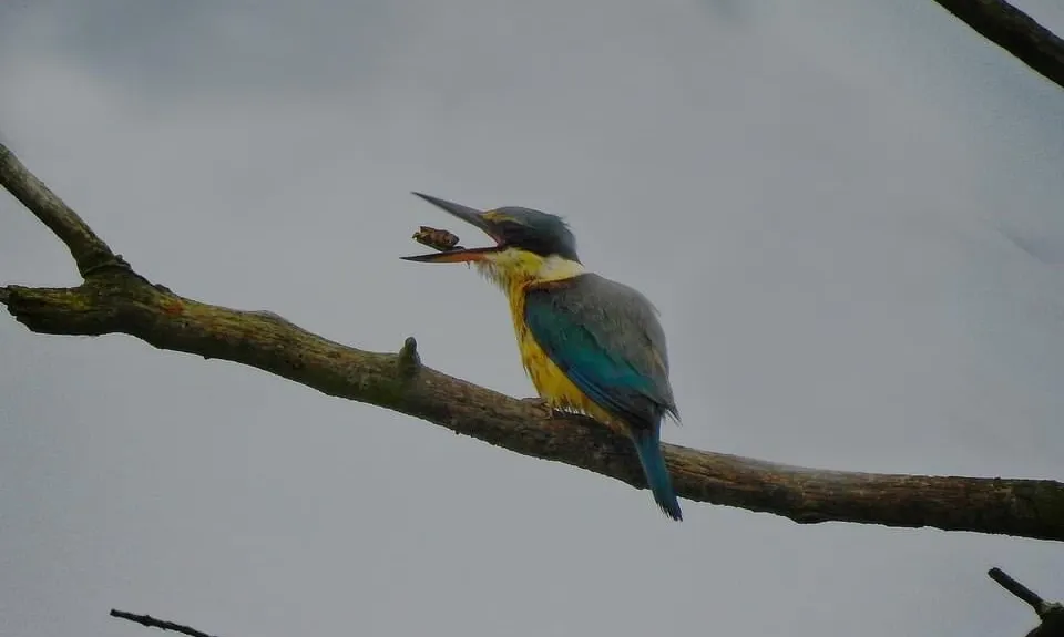 Brooklands for the Birds., Canterbury