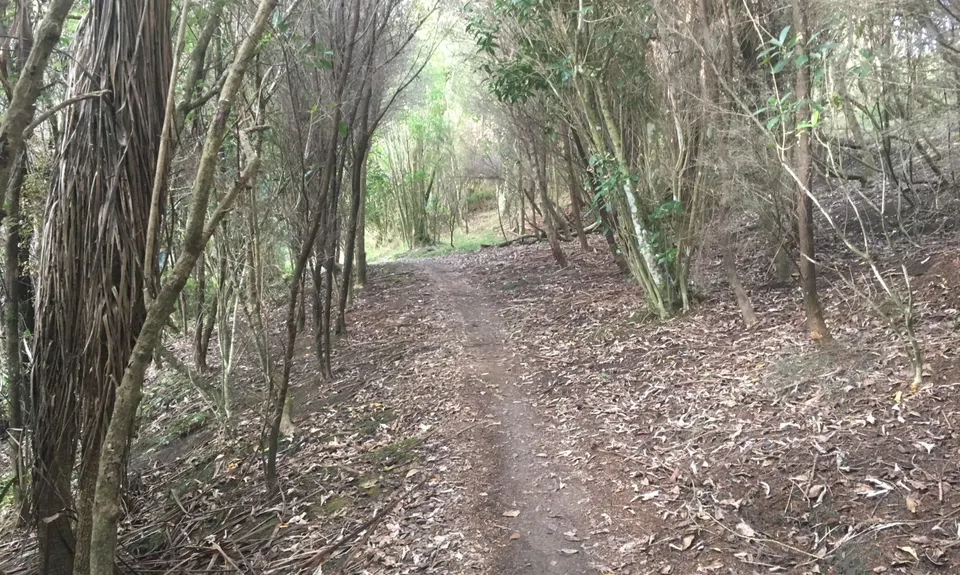 Totara Park Track, Auckland