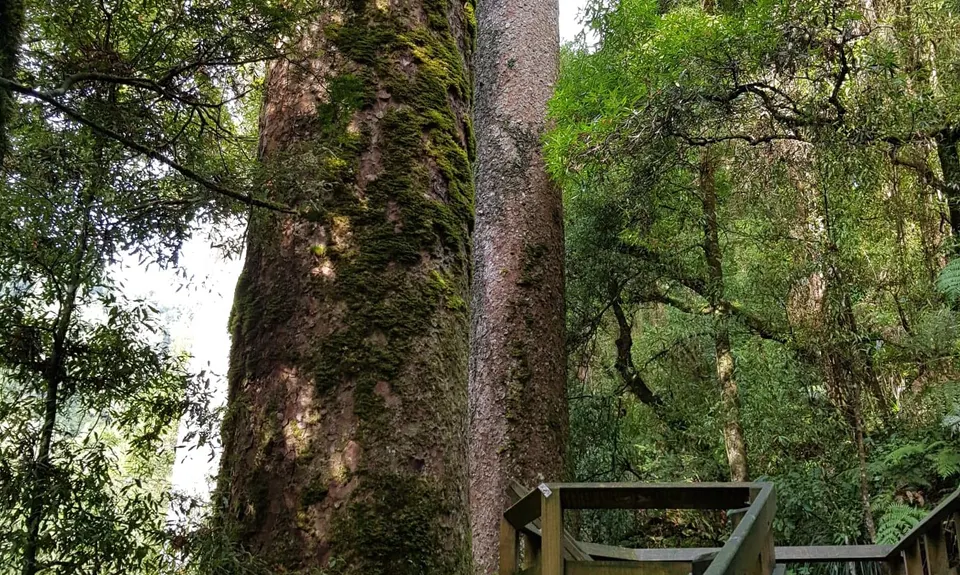 Rapurapu Kauri Track, Waikato