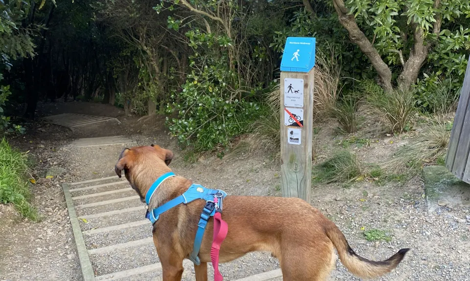 Linking the Reserves, Wellington