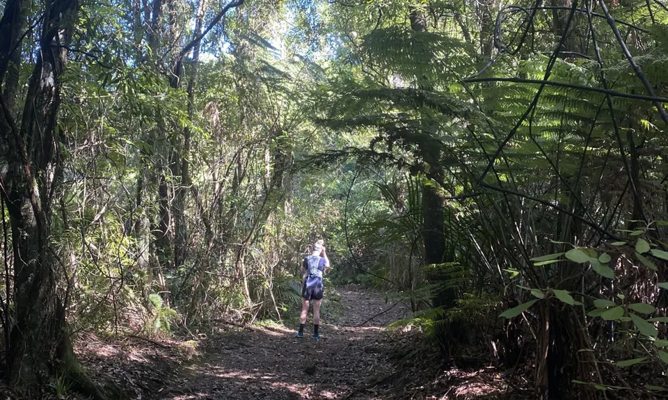 Otawa Lodge & Otawa Trig Loop, Bay of Plenty