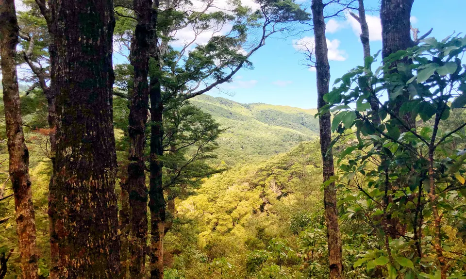 Butterfly Creek Loop, Wellington