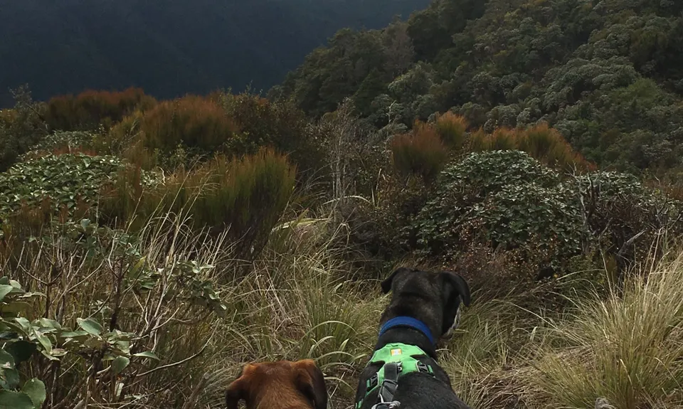 Waiopehu Gable Grunt, Manawatu - Wanganui