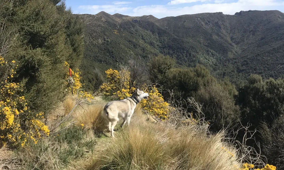 Silverpeaks Classic Loop, Otago