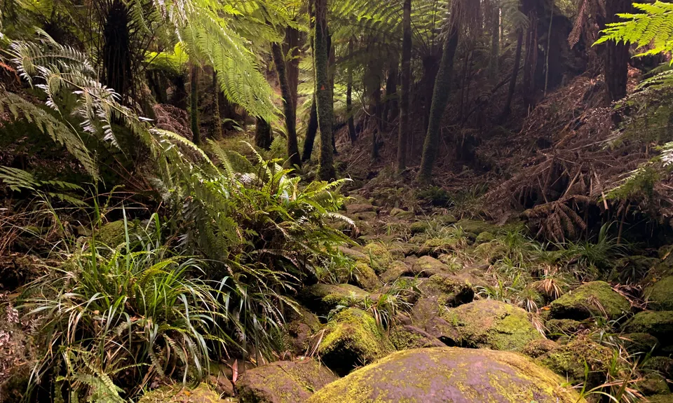 Te Tuhi Wairere Loop, Waikato