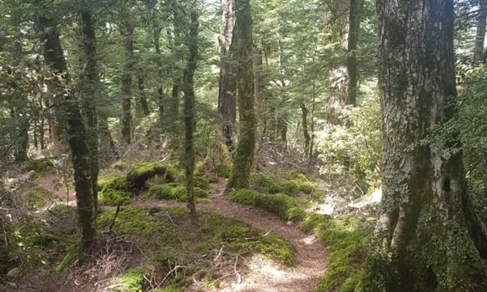 Te Iringa Track , Waikato