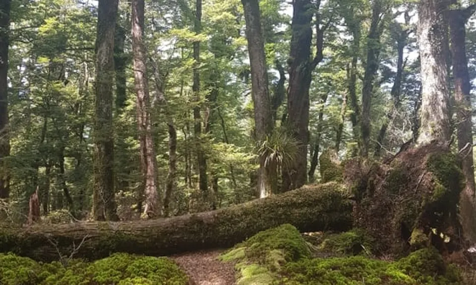 Te Iringa Track , Waikato