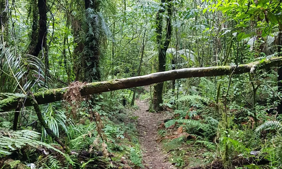 Rapurapu Kauri Track, Waikato