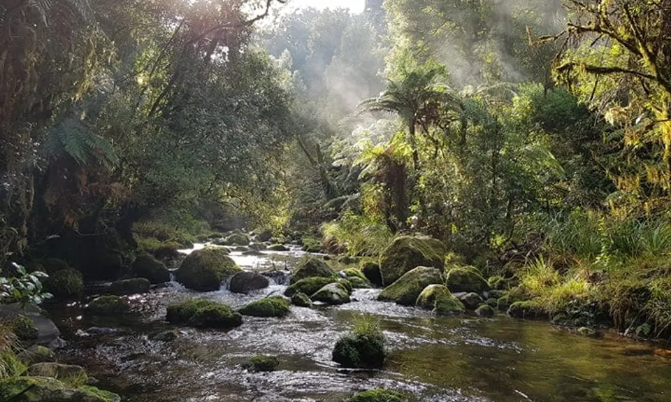 Rapurapu Kauri Track, Waikato