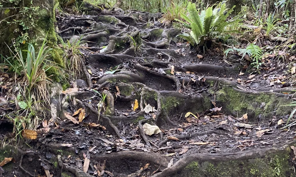 Ruapane Leg Burner, Waikato