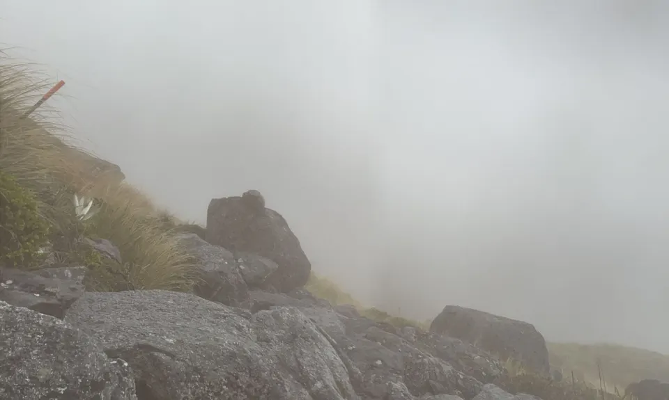 Mt Haast views of the world!, West Coast