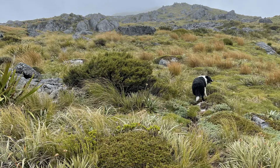 Mt Haast views of the world!, West Coast