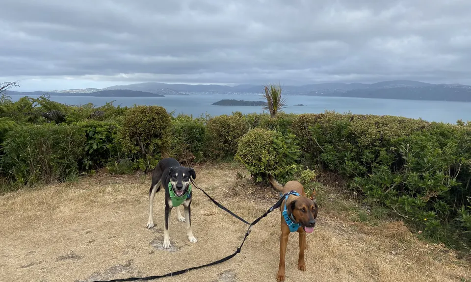 Mt Lowry, Wellington