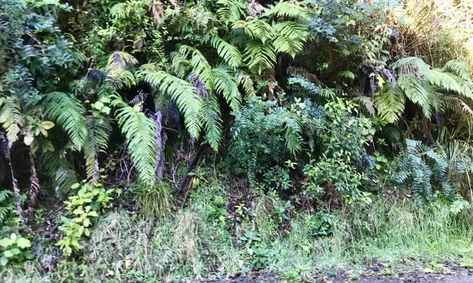 Mangaone Return, Wellington