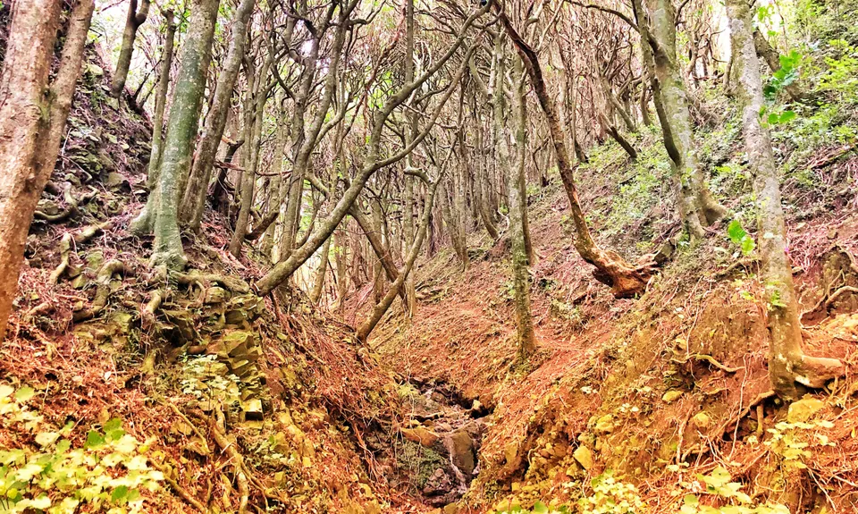 Linking the Reserves, Wellington