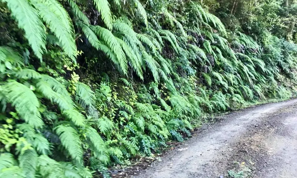 Mangaone Return, Wellington