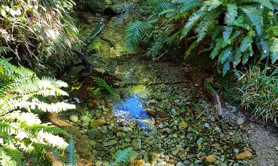 Kaimai South Side To Hurunui Hut, Waikato