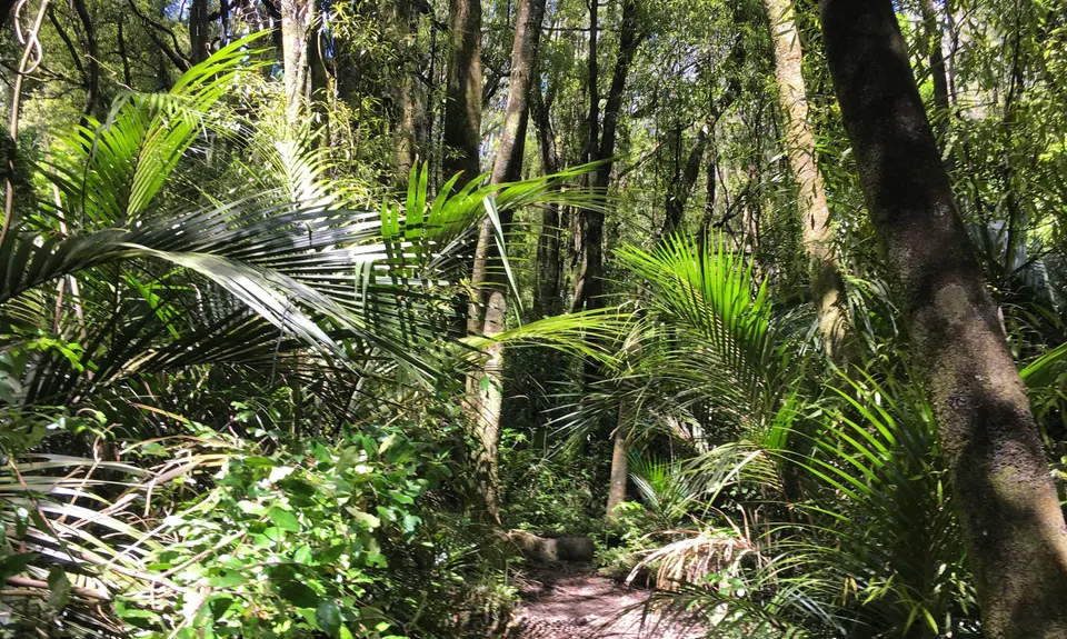 Fern Loop, Manawatu - Wanganui