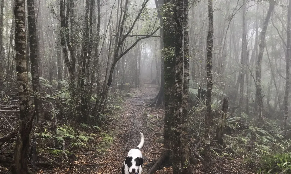 Mt Lowry, Wellington