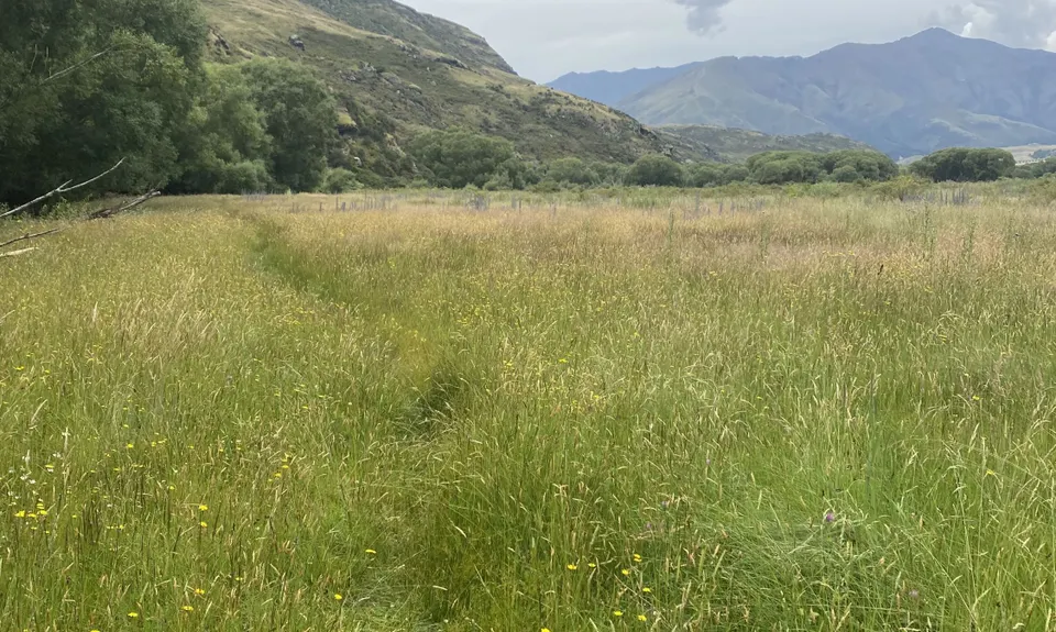 Motatapu River Track, Otago