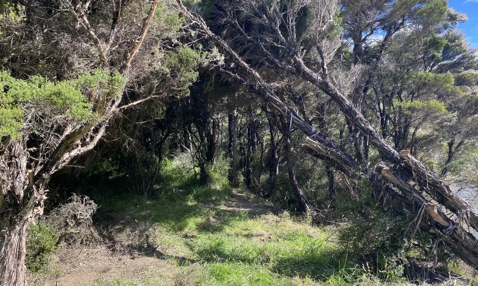 Jollie Brook Loop, Canterbury