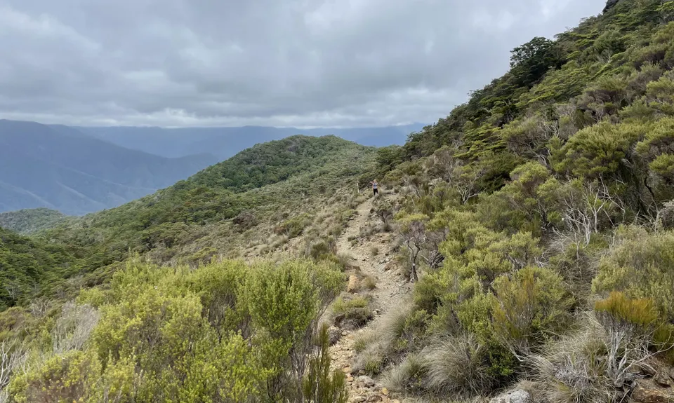 Pelorus Loop Track , Marlborough