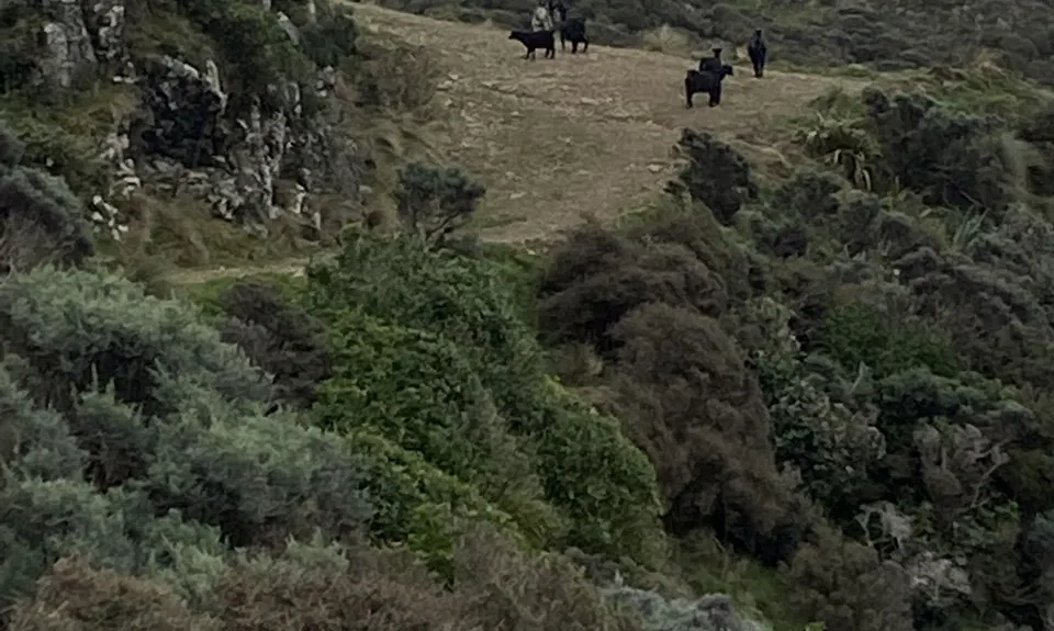 Swallow's loop, Wellington
