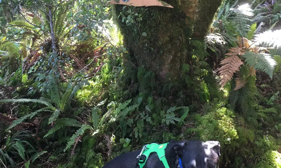 Where in the Whakanui?, Wellington