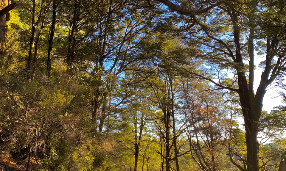 Bushy Breathtaking Branch Rd, Manawatu - Wanganui