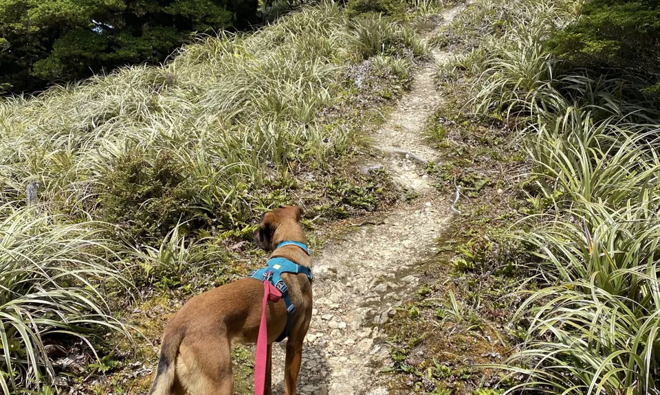 Kapakapanui Loop, Wellington