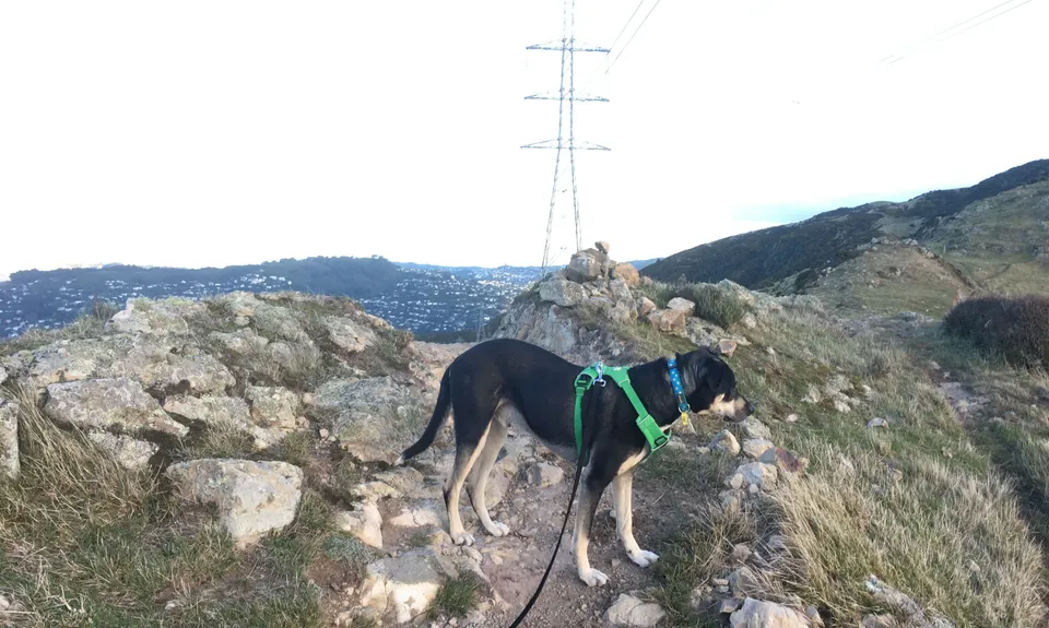 Chartwell-Skyline Loop, Wellington