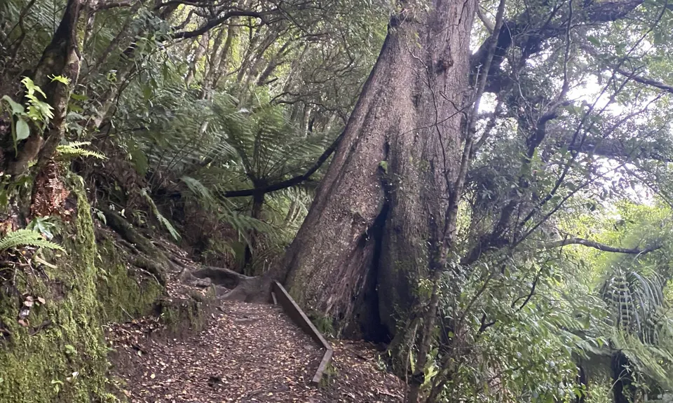 Mt Climie & Tane's Track, Wellington