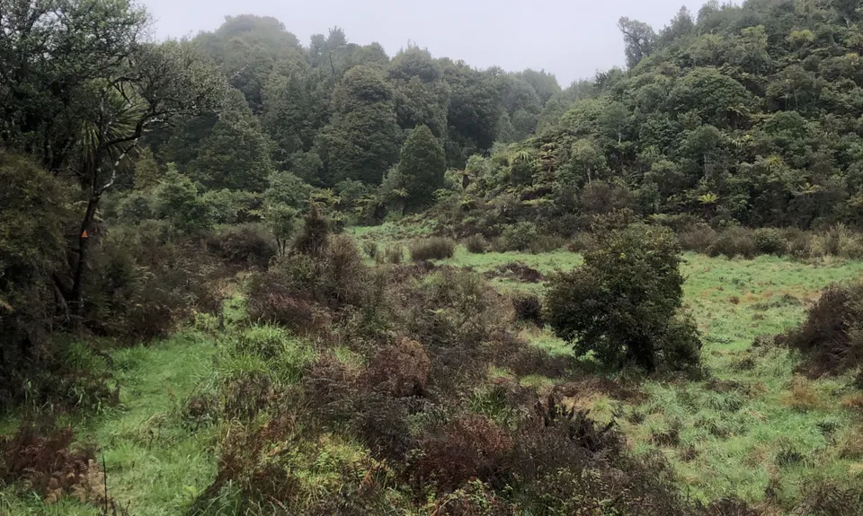 Woods Mill Track, Waikato