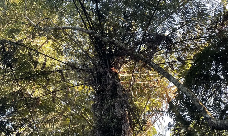 Wairoa Suspension Loop, Auckland