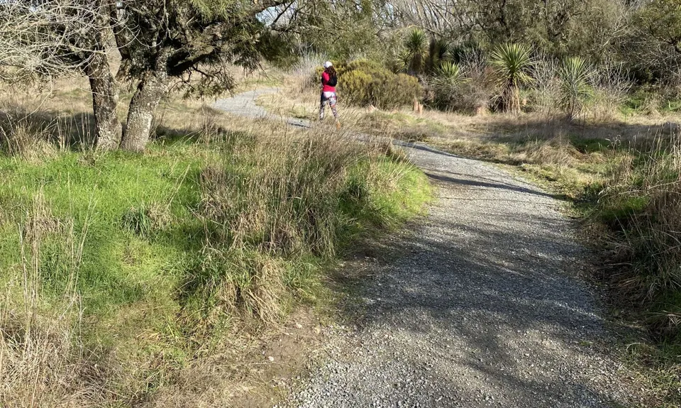 The Willows Wander, Canterbury