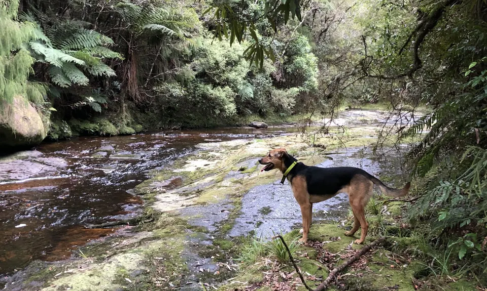 Mangorewa Loop Track , Bay of Plenty