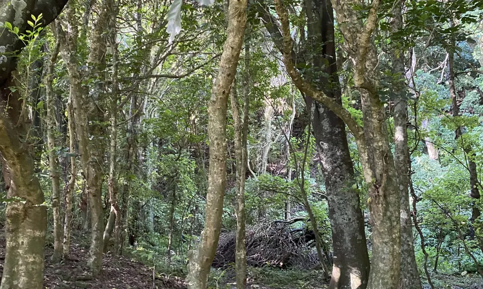 Te Ara Ramaroa Loop, Wellington