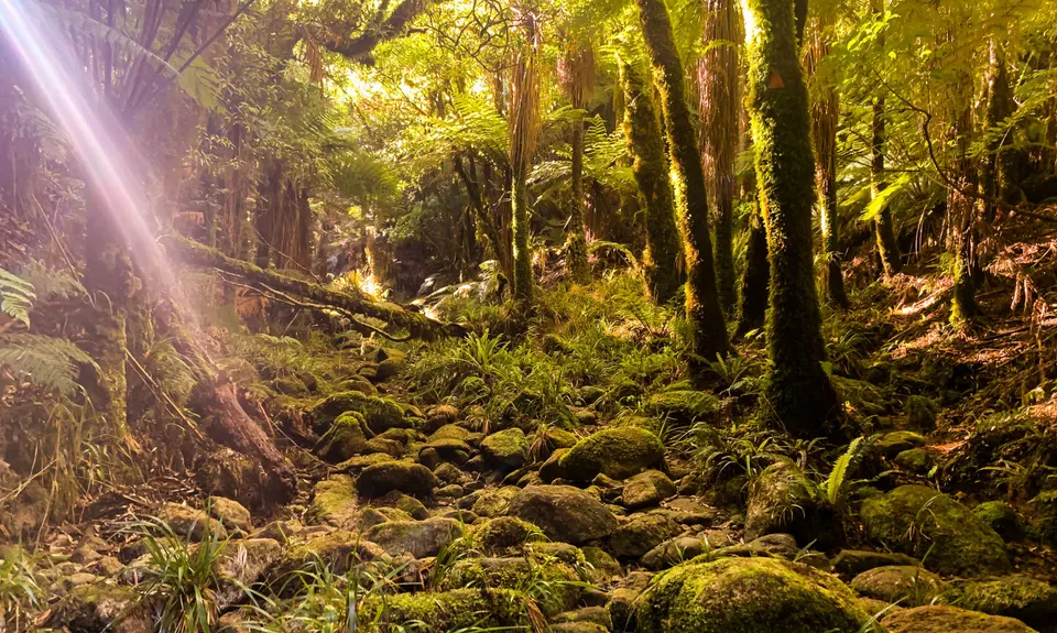 Kaimai Summit to Wairere Falls , Waikato